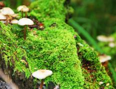 世俱杯决赛-沙漠风暴中的铁壁，孔德如何以血肉之躯锁死塞维利亚的华丽乐章