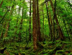 世俱杯参赛资格-节奏大师与冷血杀手，季后赛舞台的两种主宰方式