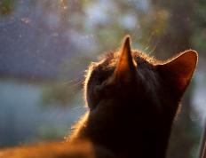 世俱杯分组-撕裂之城的天王山，勇士与开拓者的宿命对决