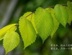 世俱杯赛程-决胜时刻，当NBA总决赛的灯光照亮绿茵场