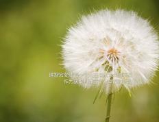 世俱杯决赛-欧冠淘汰赛焦点战，芬兰劲旅压哨绝杀贝蒂斯，谱写黑马传奇