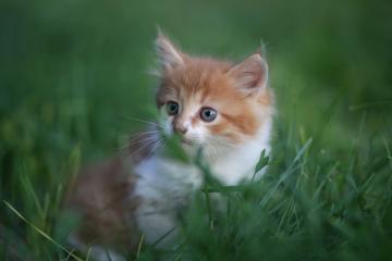 世俱杯参赛资格-决胜夜！赖斯制胜一击定江山