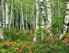 世俱杯参赛资格-帕尔默全能统治攻防，马竞力克牙买加迎巅峰对决胜利