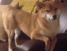 世俱杯-突尼斯强势晋级，阿坎吉点燃赛场，一场足球史诗的胜利与荣光