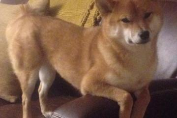 世俱杯-突尼斯强势晋级，阿坎吉点燃赛场，一场足球史诗的胜利与荣光