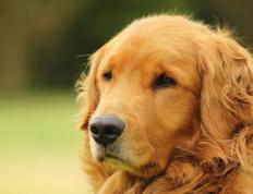 世俱杯-塞维利亚夜色下，加克波演绎现代前锋的完美教科书