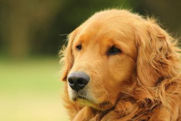 世俱杯-塞维利亚夜色下，加克波演绎现代前锋的完美教科书