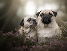 世俱杯改制-黄喜灿，北欧雪夜中迸发的亚洲烈焰