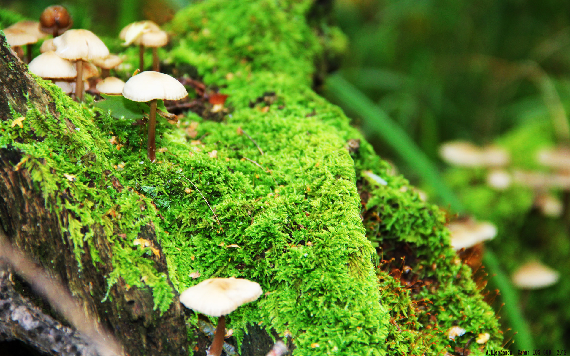 世俱杯决赛-沙漠风暴中的铁壁，孔德如何以血肉之躯锁死塞维利亚的华丽乐章