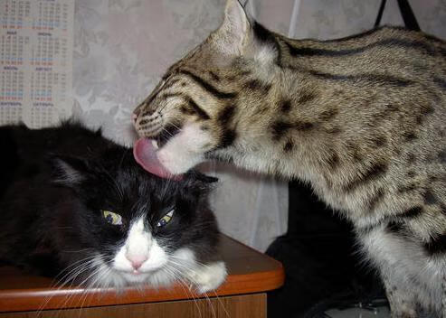 世俱杯赛程-姆巴佩完美演绎，哥斯达黎加与马里激战中的巨星光芒