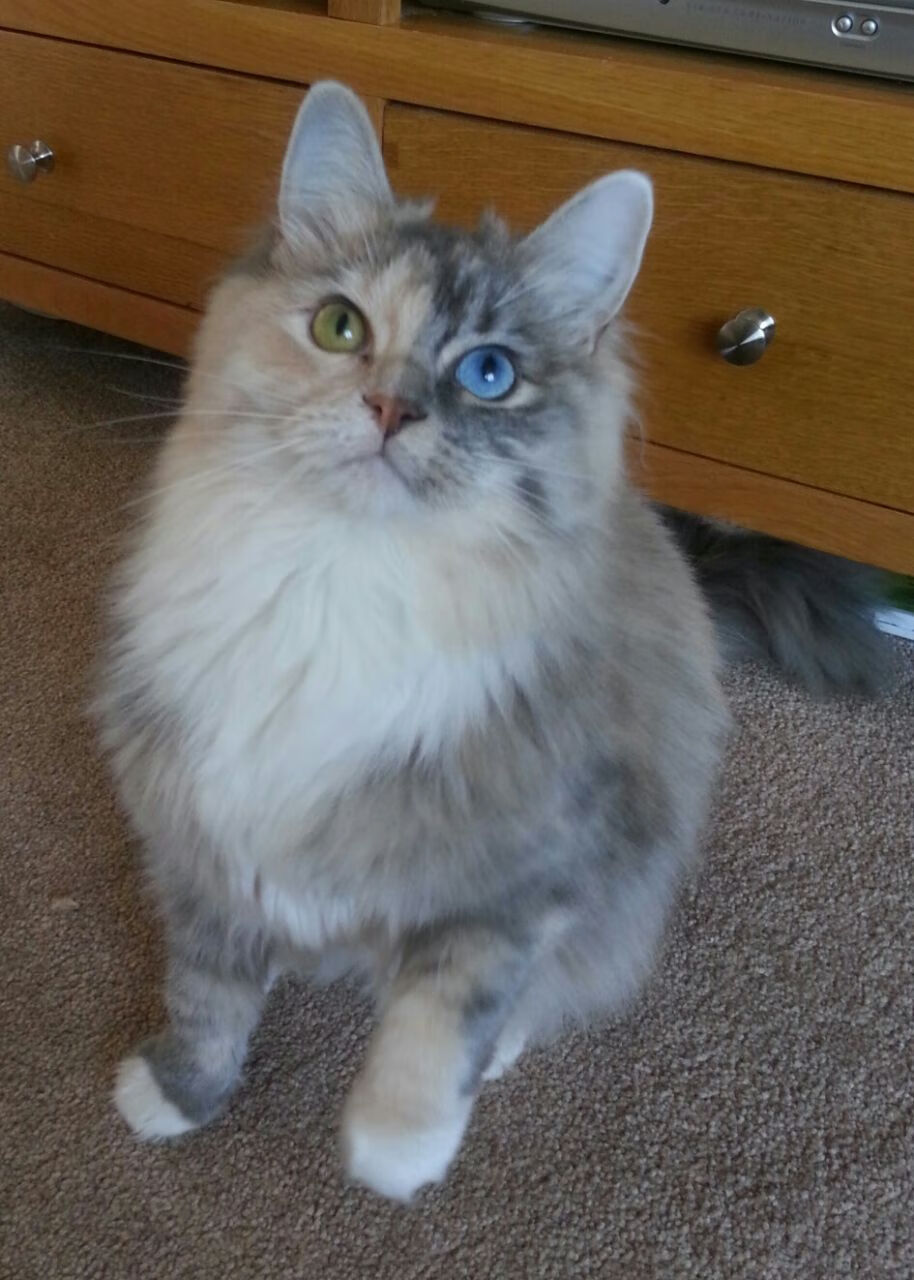 世俱杯改制-梦剧场狂潮,西亚卡姆一记冷箭,广厦的碾压与热火的炼狱