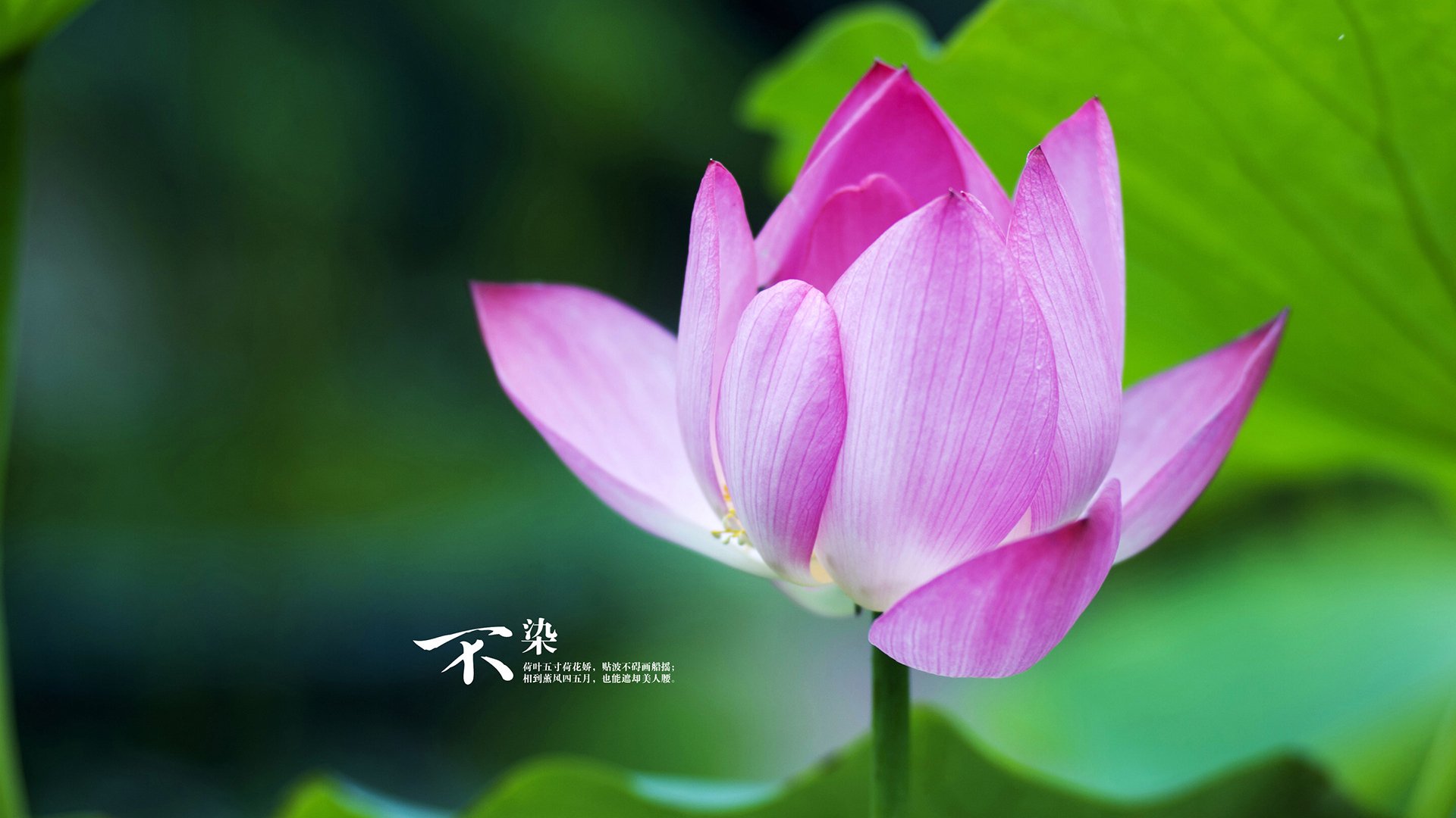 世俱杯改制-杰伦格林末节封神！湖人惊魂逆转国王，关键回合心脏如铁