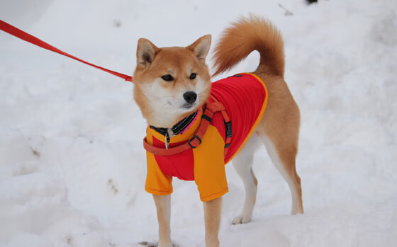 世俱杯改制-璀璨统治级数据闪耀德州之夜，詹姆斯率队力克马刺，黄蜂挑战难撼霸主
