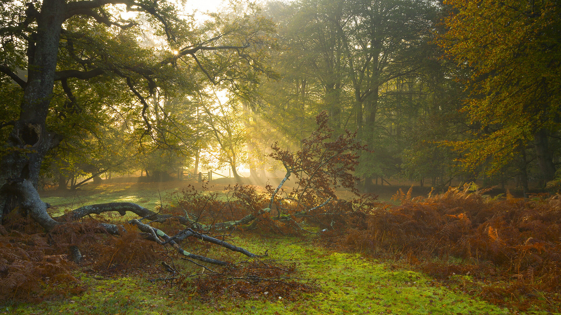 世俱杯直播-阿克爆发显威,佛罗伦萨硬仗击败葡萄牙劲旅