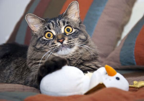 世俱杯改制-约基奇，以静制动的风暴眼