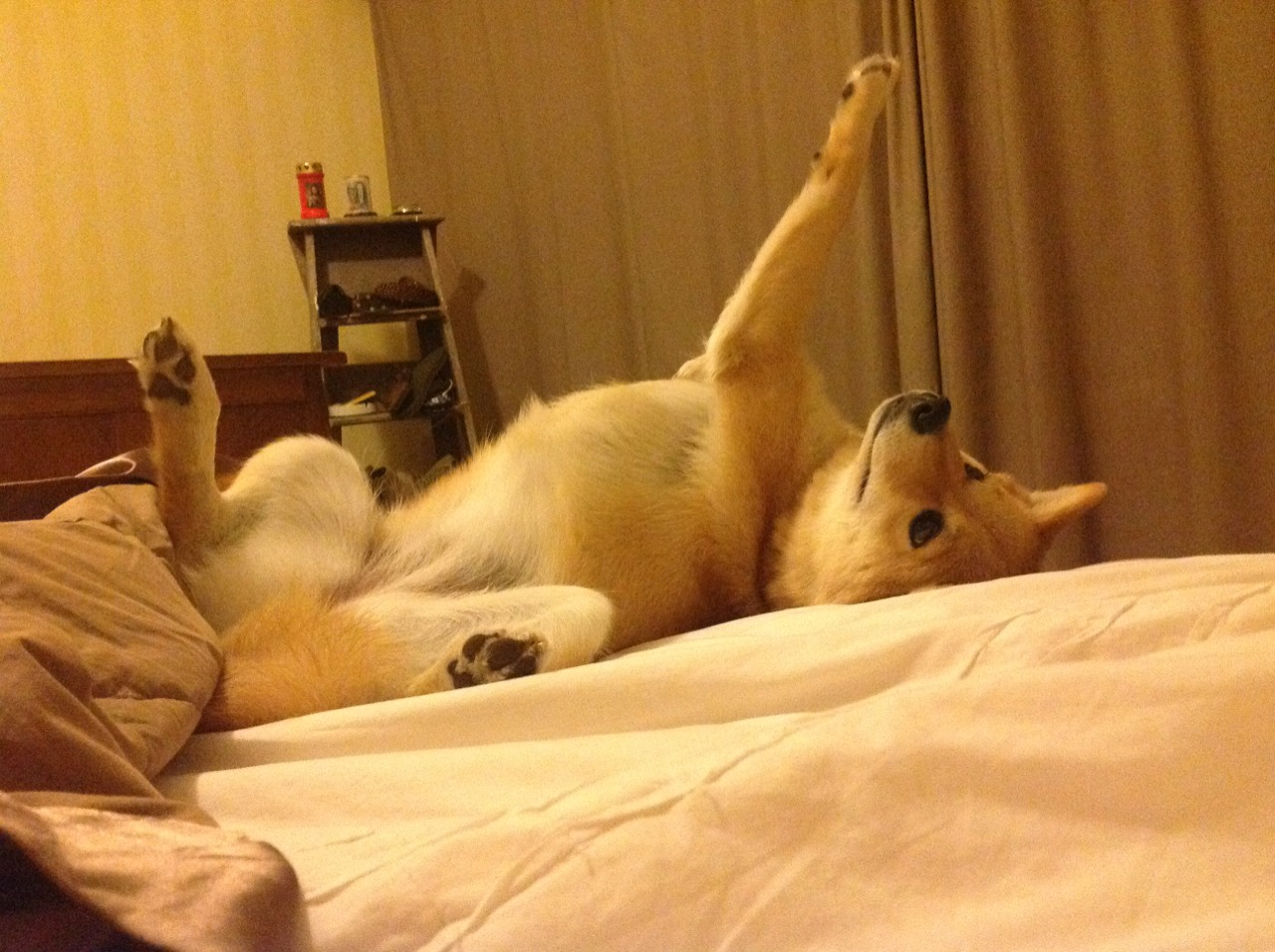 世俱杯赛程-奥运关键战,摩纳哥强势击败瑞典,展现欧洲篮球新格局