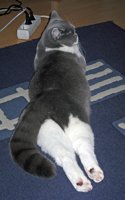 世俱杯奖金-防守崩溃之夜，英格拉姆狂轰45分，快船巅峰对决力擒骑士