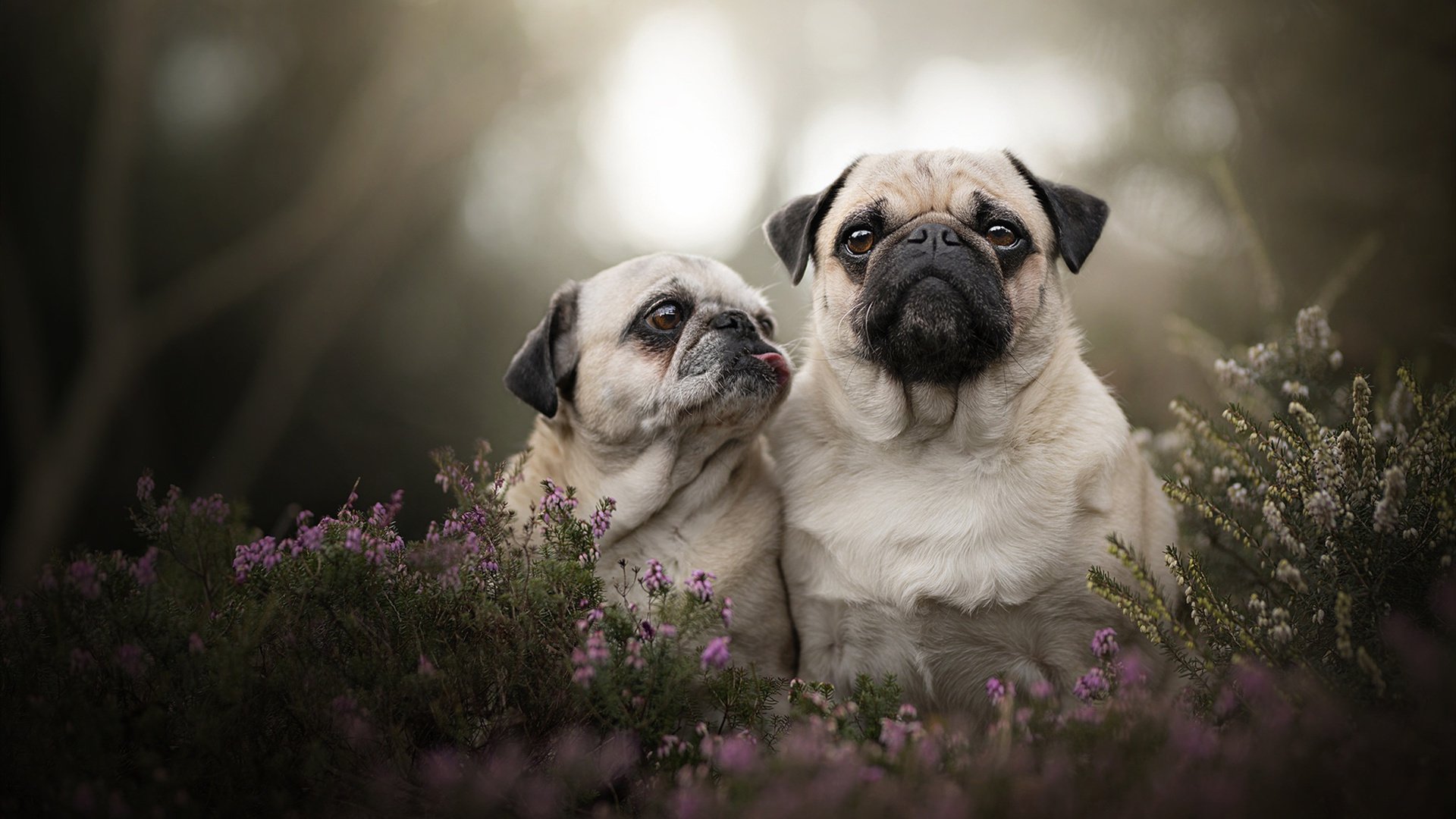世俱杯改制-黄喜灿，北欧雪夜中迸发的亚洲烈焰